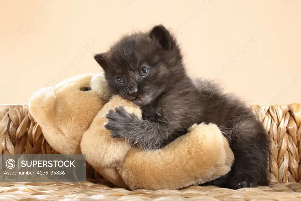 black kitten - smooching with a teddybear