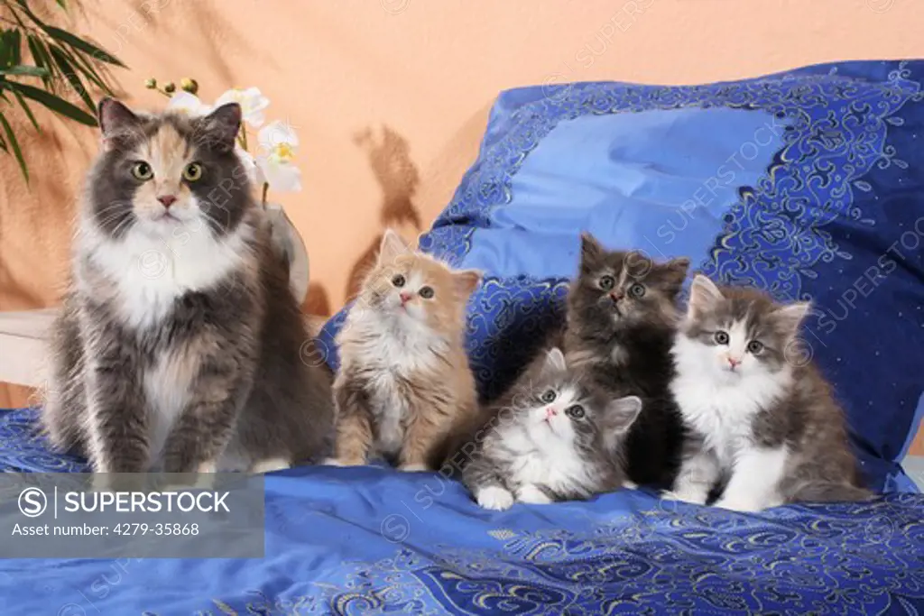 Siberian cat with four kittens on a bed