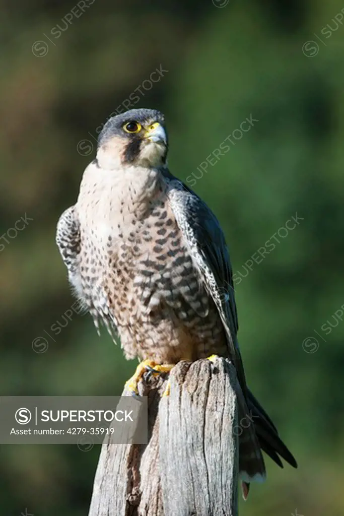Peregrine Falcon, Falco peregrinus