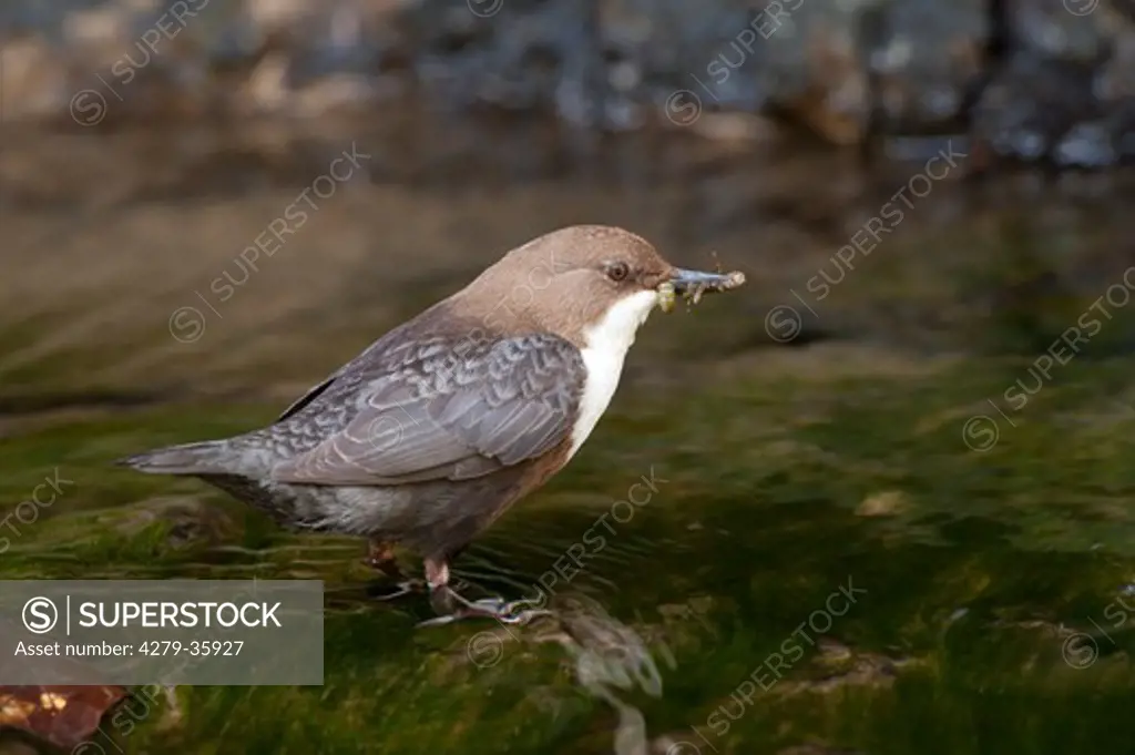 White-throated Dipper with prey, Cinclus cinclus