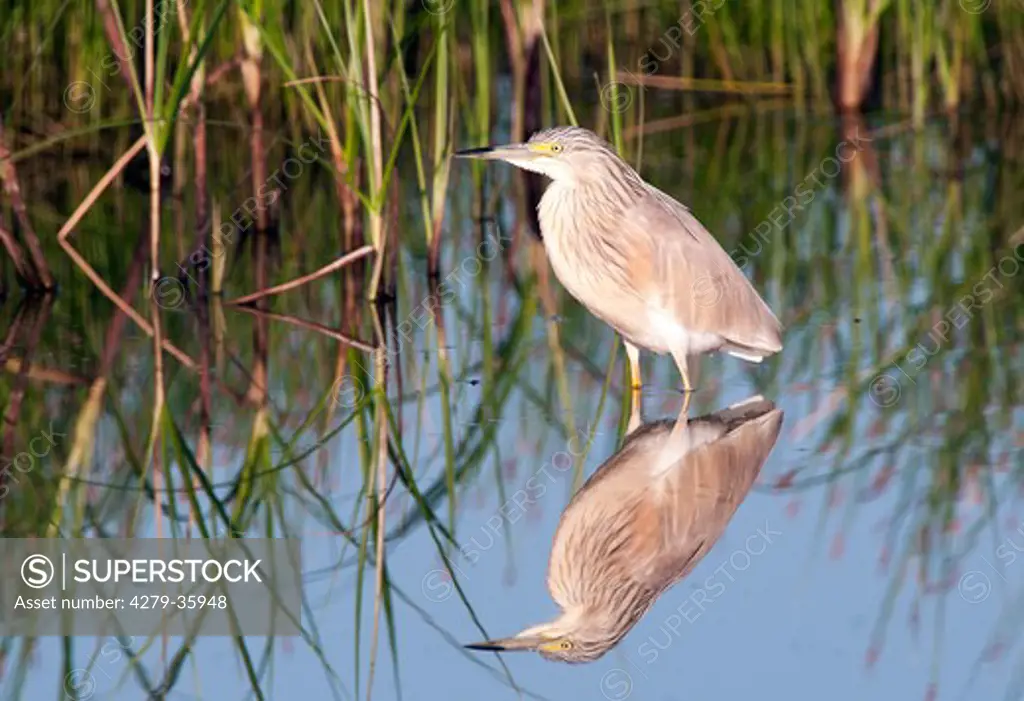 Squacco Heron - standing in water, Ardeola ralloides