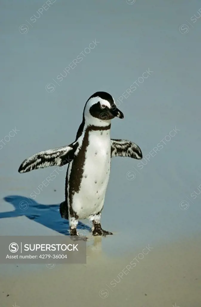 African penguin - standing at the beach, Spheniscus demersus