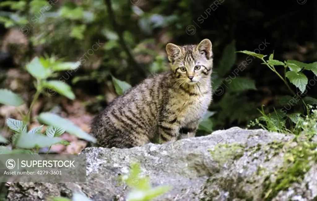 wild cats, Felis silvestris