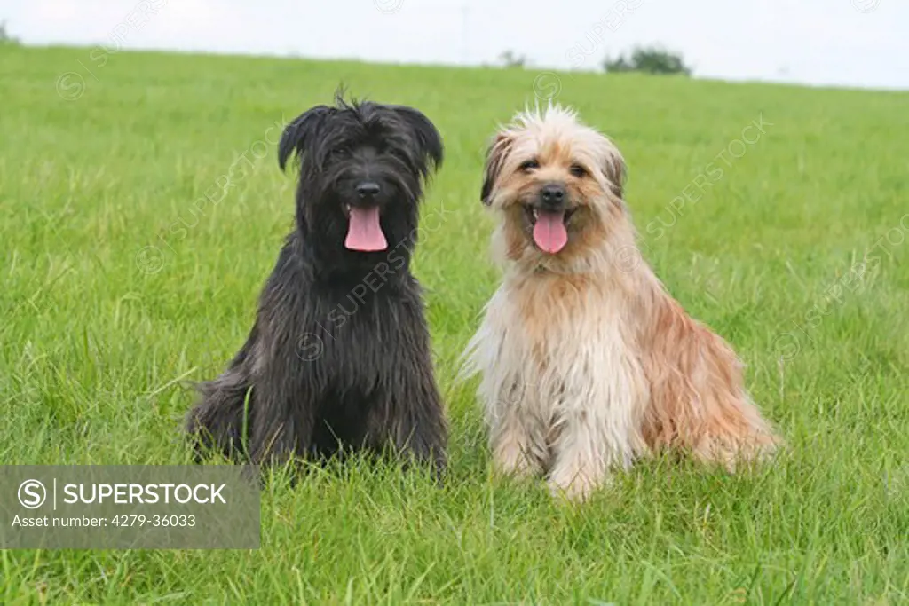two Pyrenean Shepherd dogs - sitting on meadow