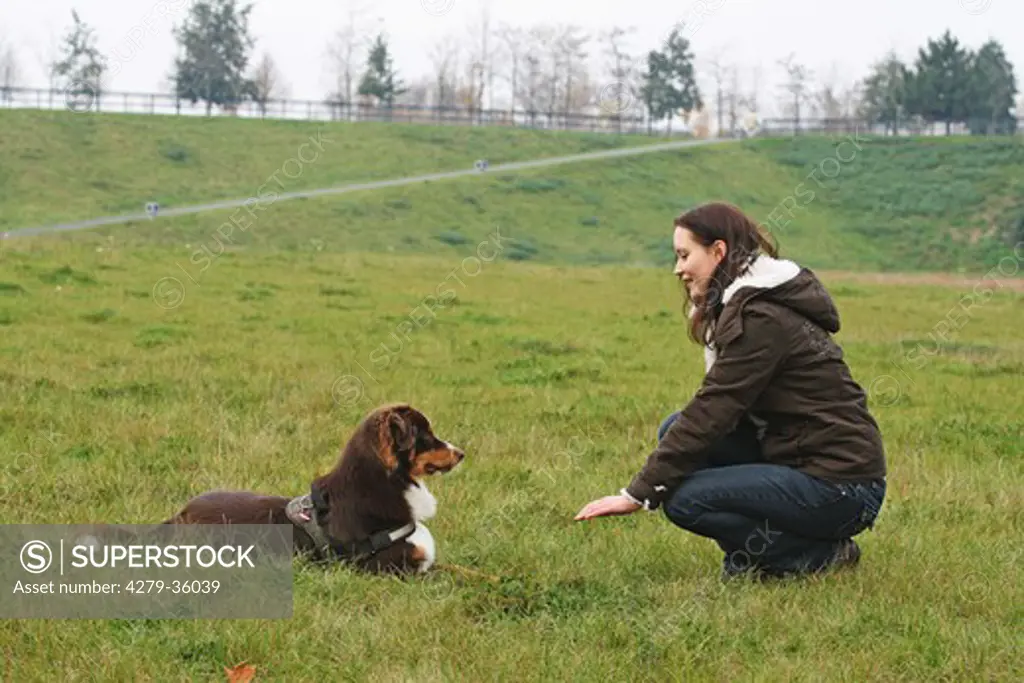 dog education : woman and Australian Shepherd dog - 'down'