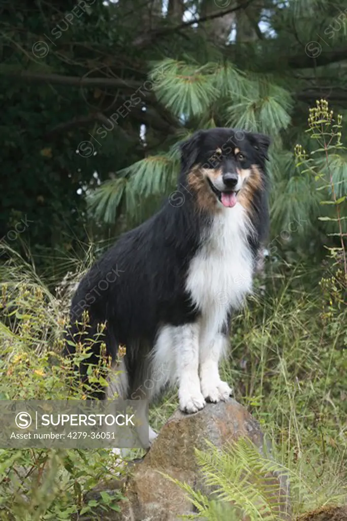 Australian Shepherd dog - standing on stone