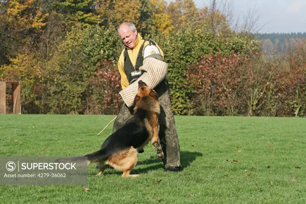 protection dog training