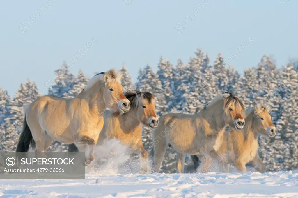 Norwegian Fjord horse - herd in snow