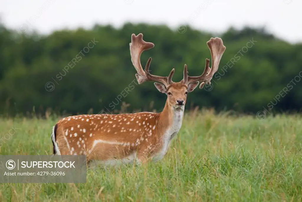 Fallow Deer - standing on meadow, Dama dama