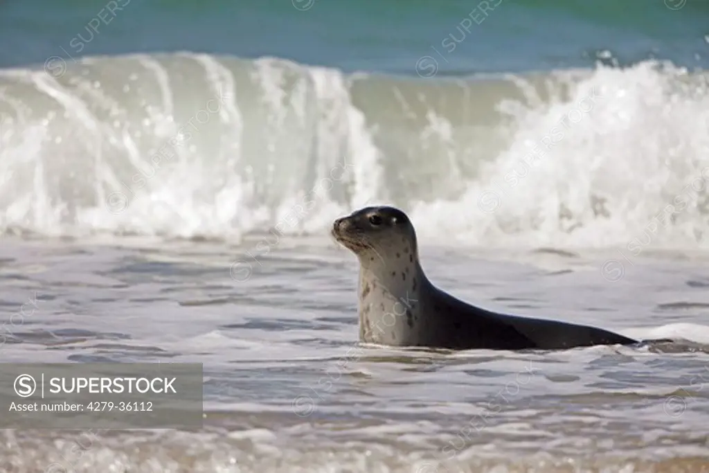 Common Seal - lying in water, Phoca vitulina