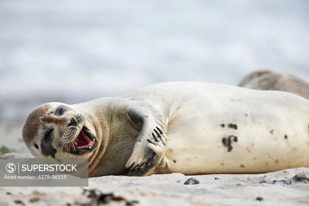 Common Seal - lying at the beach, Phoca vitulina