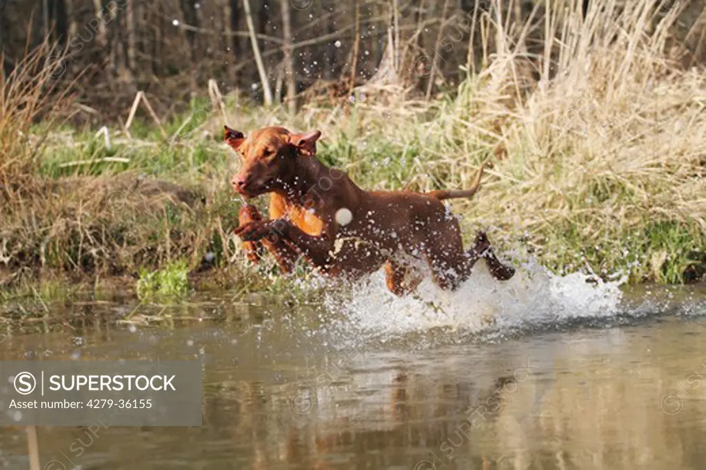 Magyar Vizsla dog - running in water