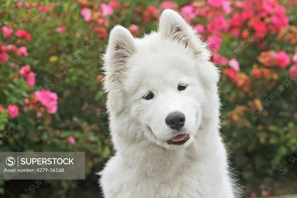 Samoyed dog - portrait