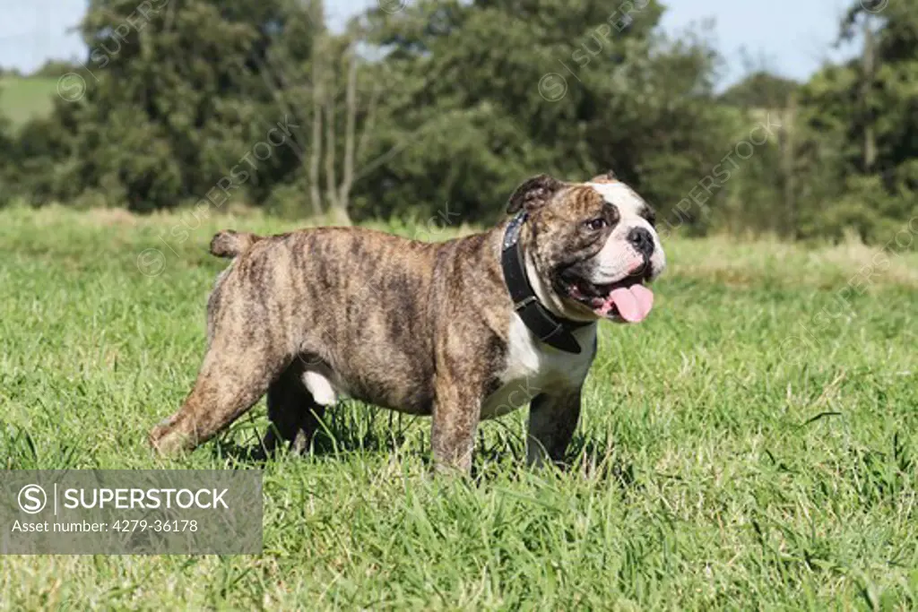 English Bulldog - standing on meadow