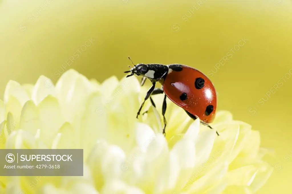 seven-spot ladybird, coccinella septempunctata