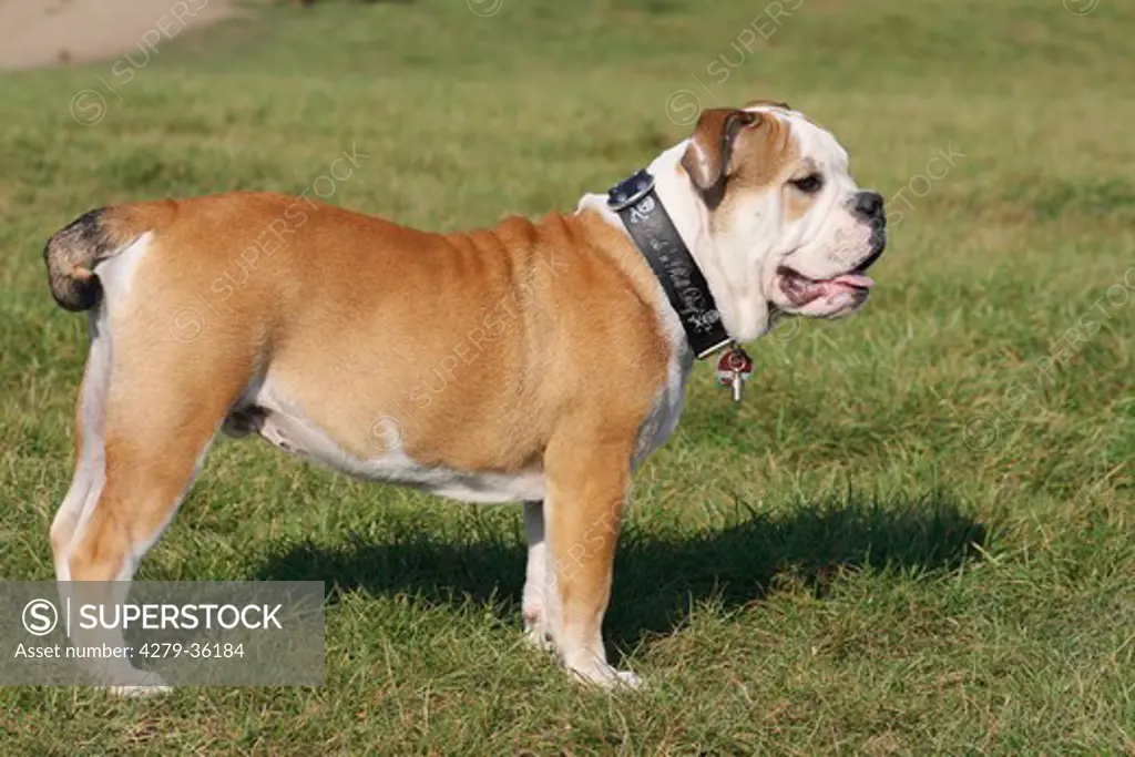 English Bulldog - standing on meadow