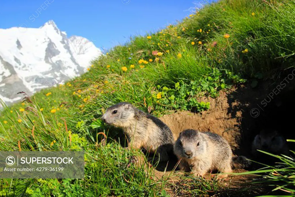two young Alpine marmots