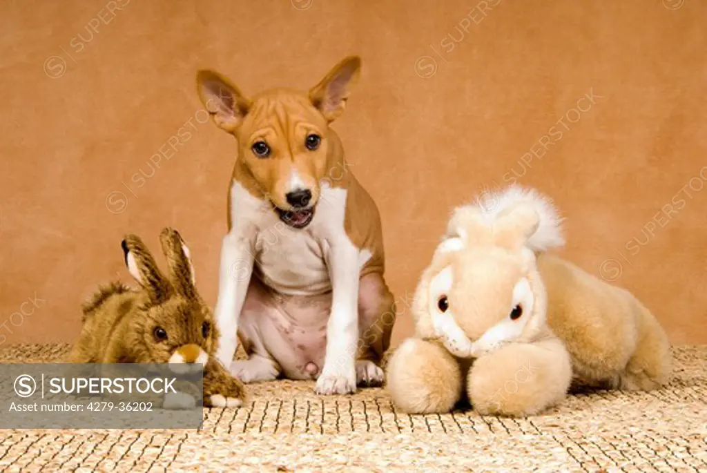 young Basenji dog and two cuddly toys