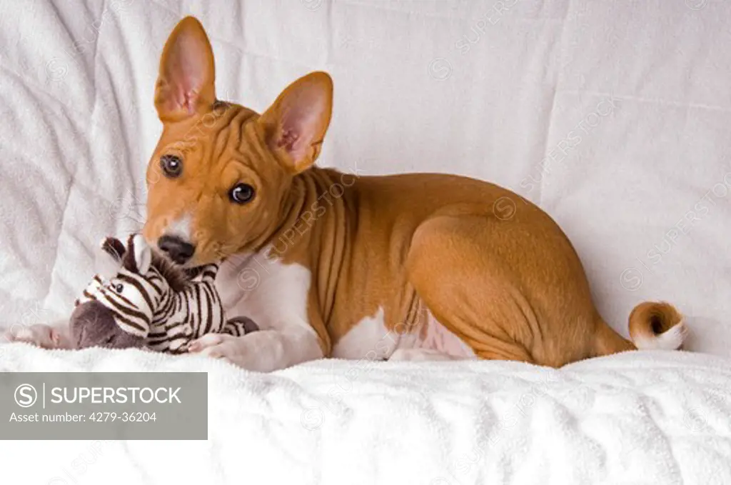 young Basenji dog with toy - lying