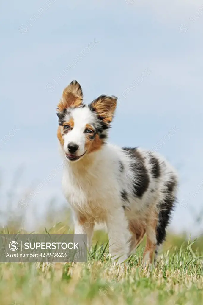 Australian Shepherd dog - puppy standing on meadow