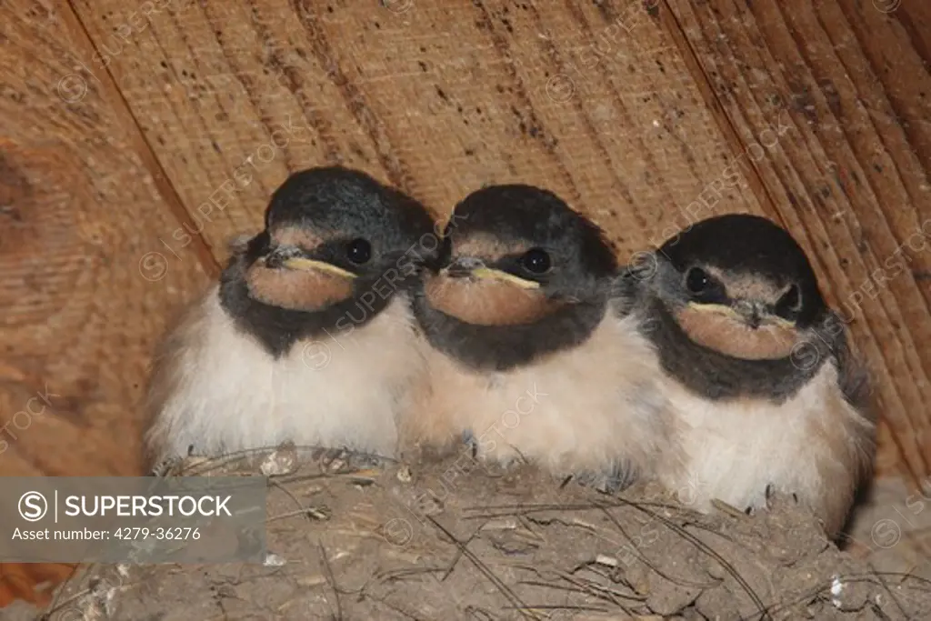 three young Barn Swallows in nest, Hirundo rustica