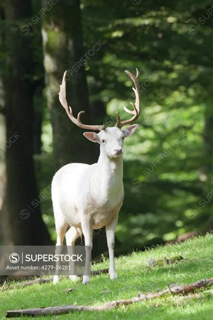 Fallow Deer (albino) - standing, Dama dama