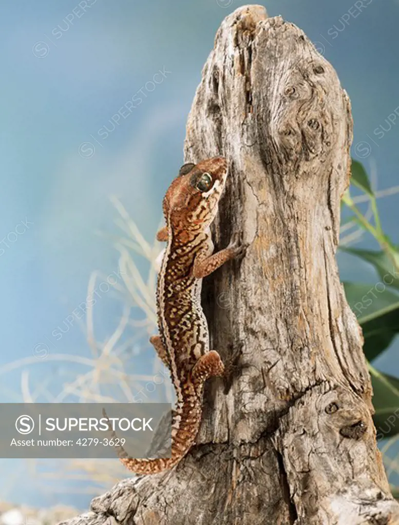 Gecko, Paridura Pictus