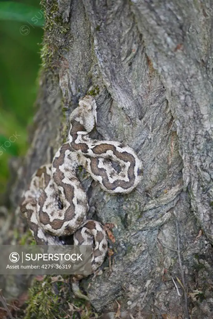 nose-horned viper at tree, Vipera ammodytes