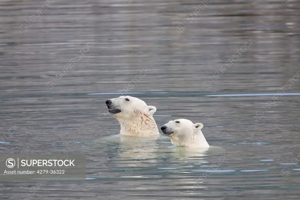 two polar bear in water, Ursus maritimus