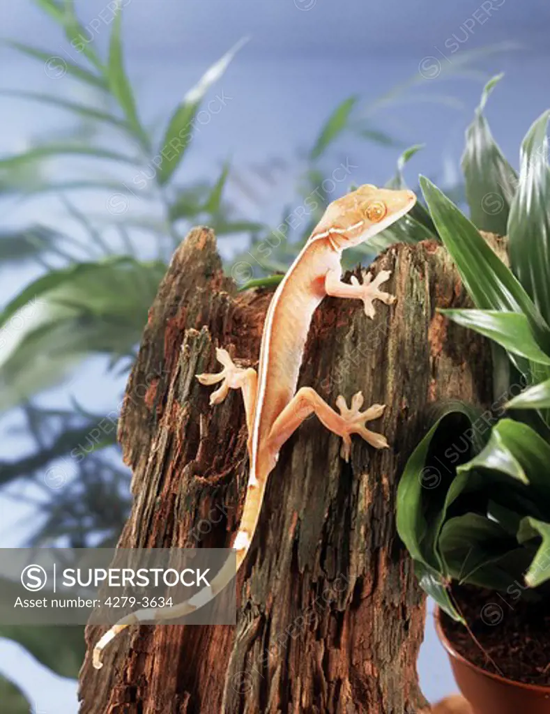 Gecko vittalus