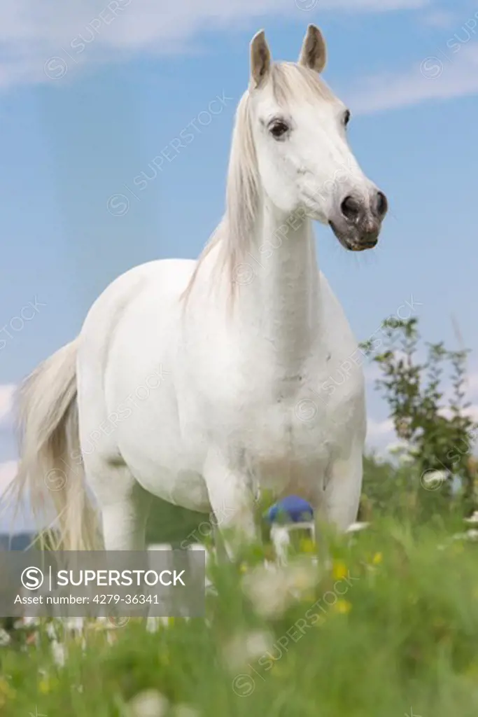 Pure Spanish-bred horse - standing on meadow