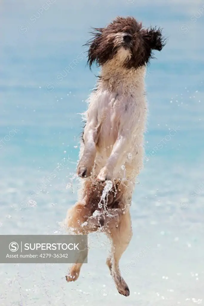 Spanish Water Dog - jumping