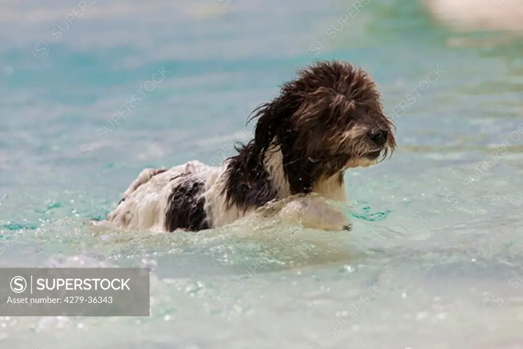 Spanish Water Dog - swimming