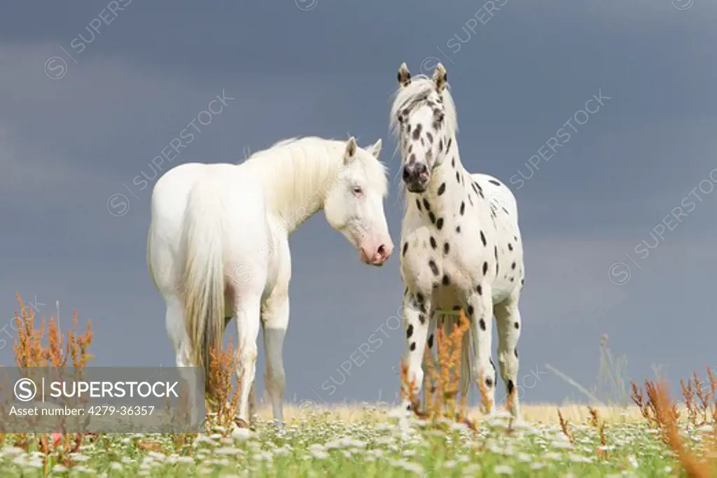two Knabstrup horses - standing on meadow