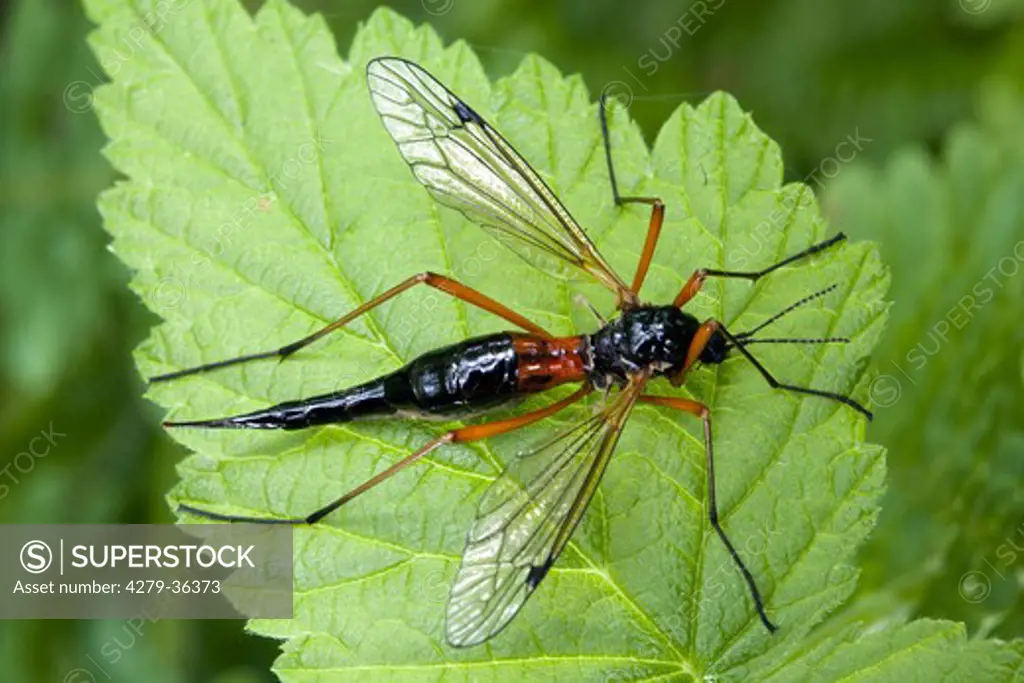 comb-horned cranefly, Tanyptera atrata