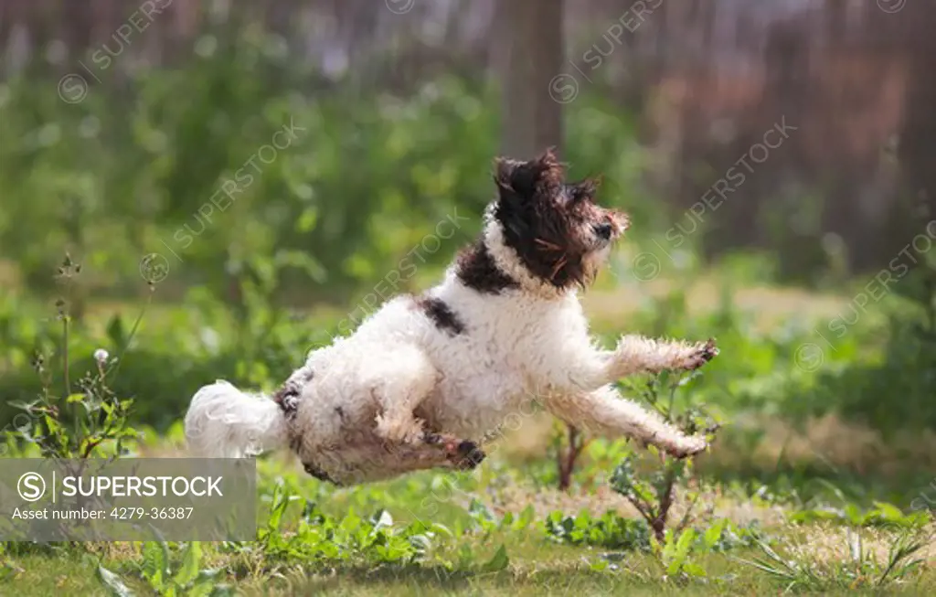 Spanish Water Dog - jumping