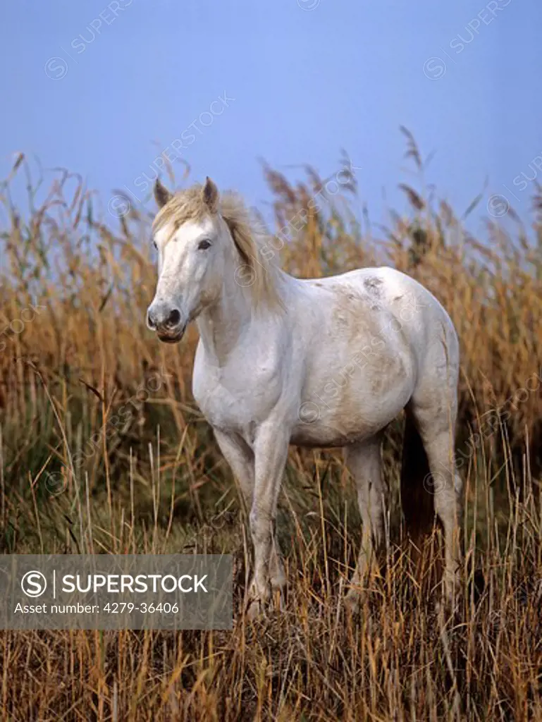 Camargue horse - standing