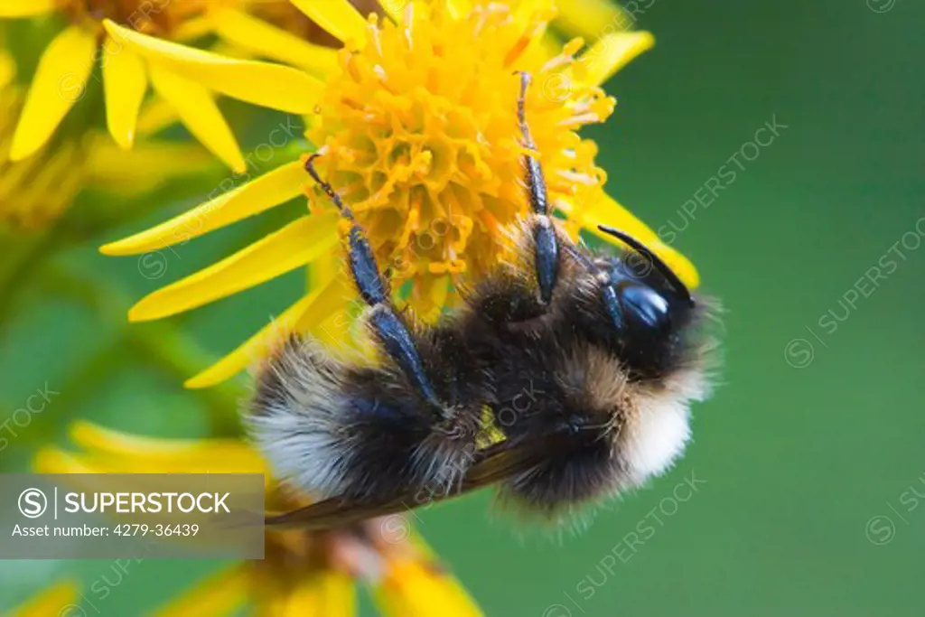 Garden bumblebee, Bombus hortorum