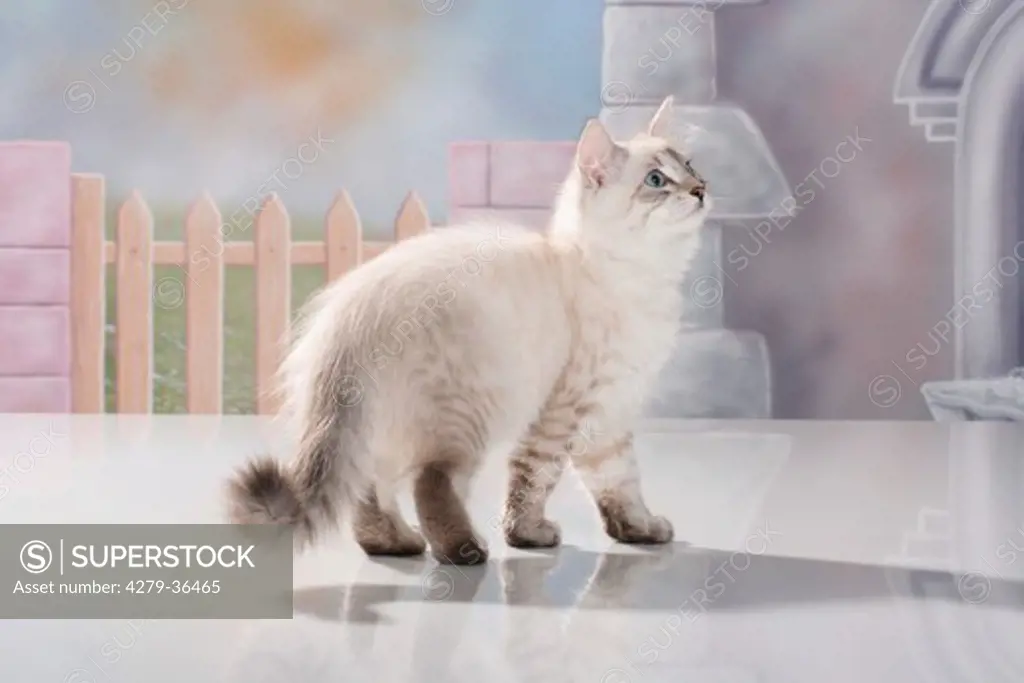 Neva Masquarade cat - kitten - standing