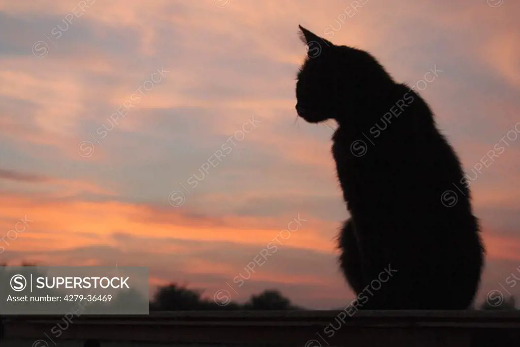 domestic cat - sitting - sunset