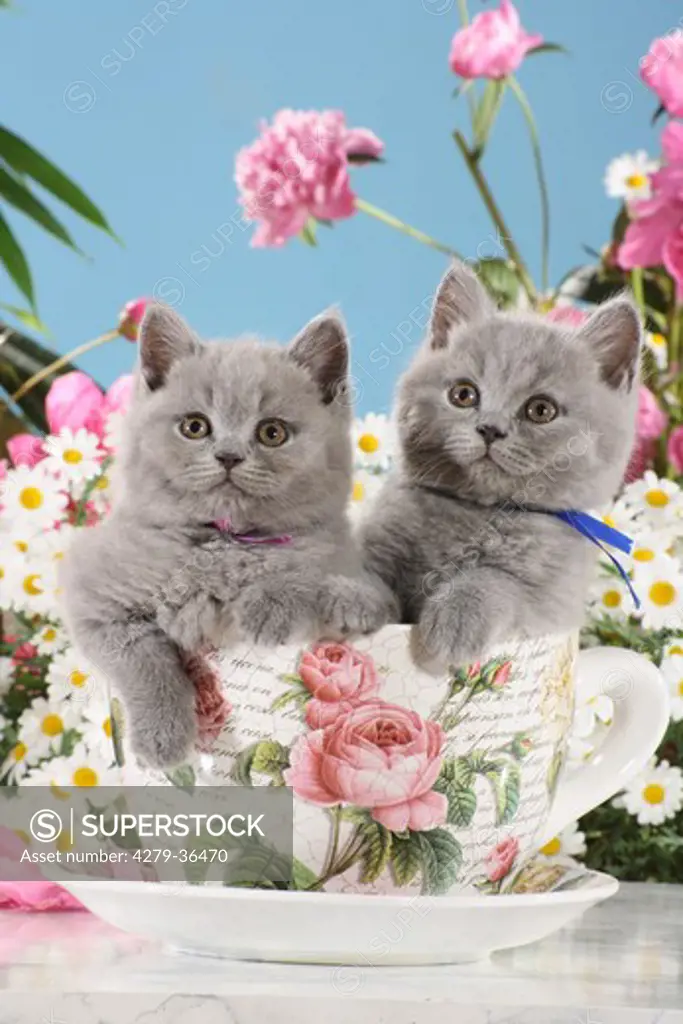 British Shorthair cat - two kittens in cup