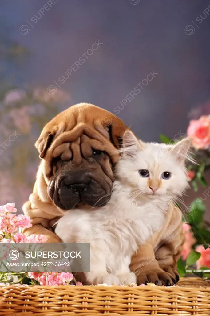 animal friendship : Shar Pei puppy and Sacred cat of Burma kitten