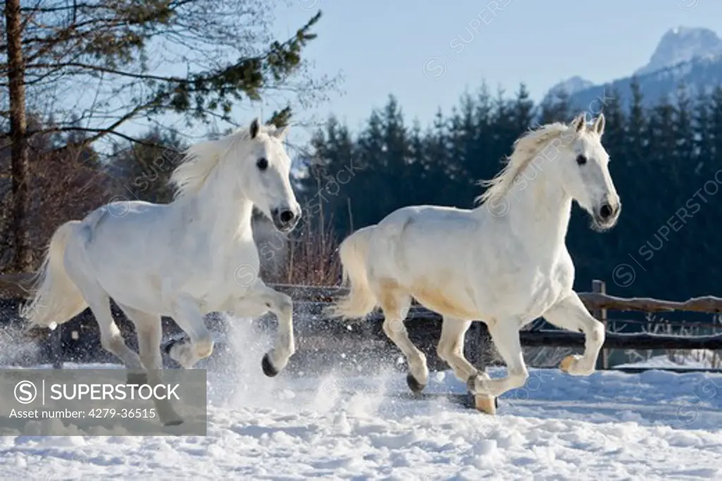 two Lipizzan horses - galloping in snwo