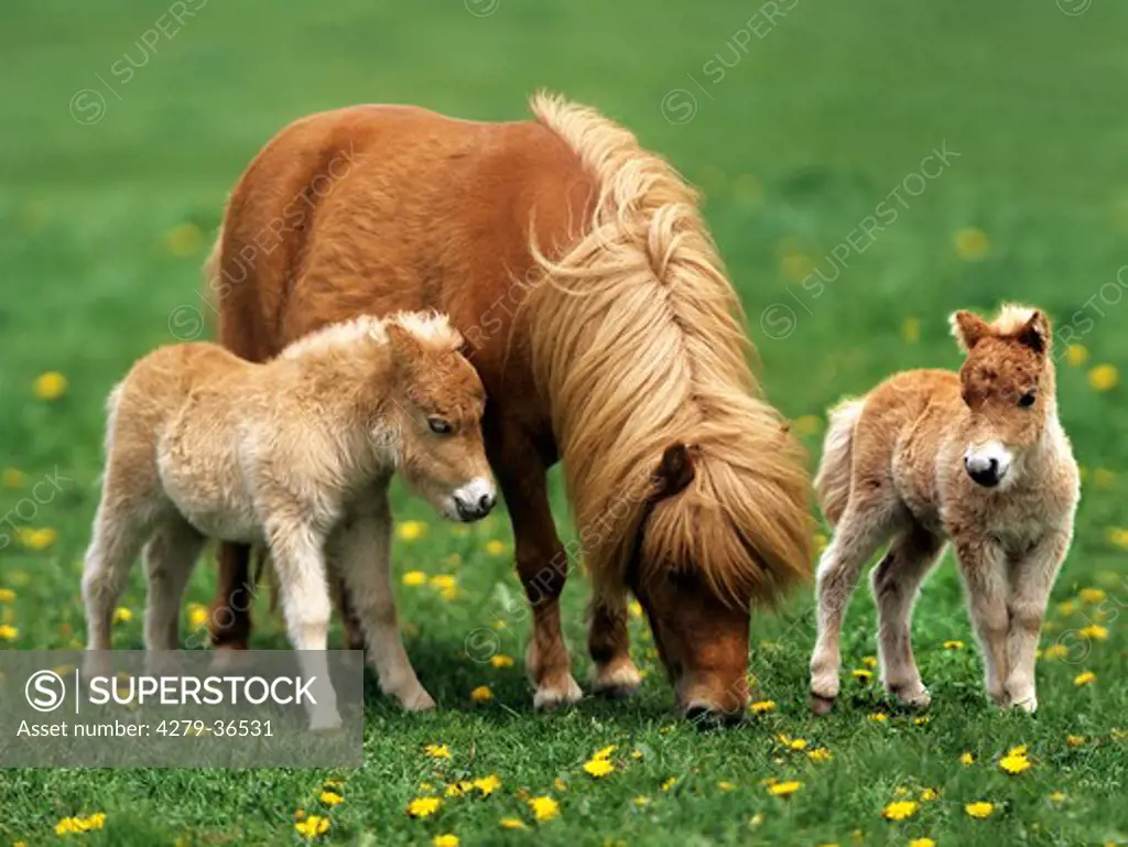 Mini-Shetlandpony - mare and foal on meadow