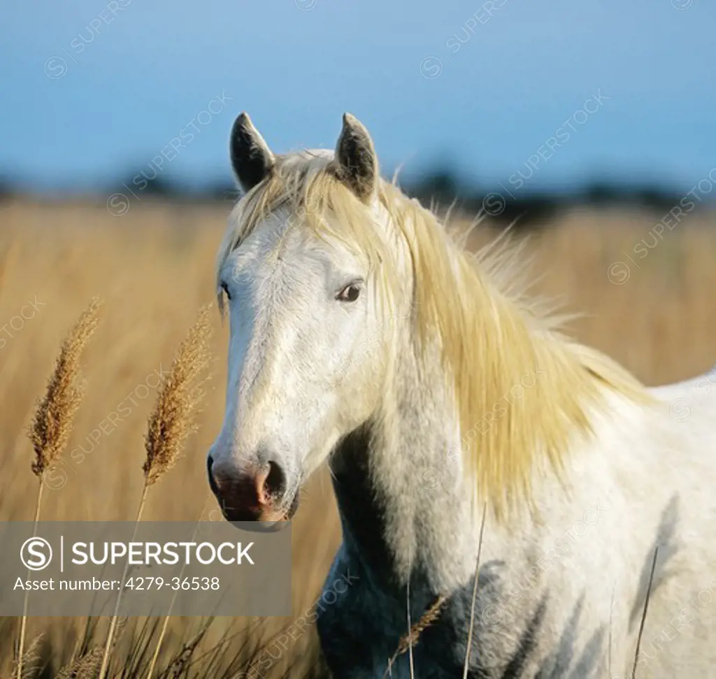 Camargue horse - portrait