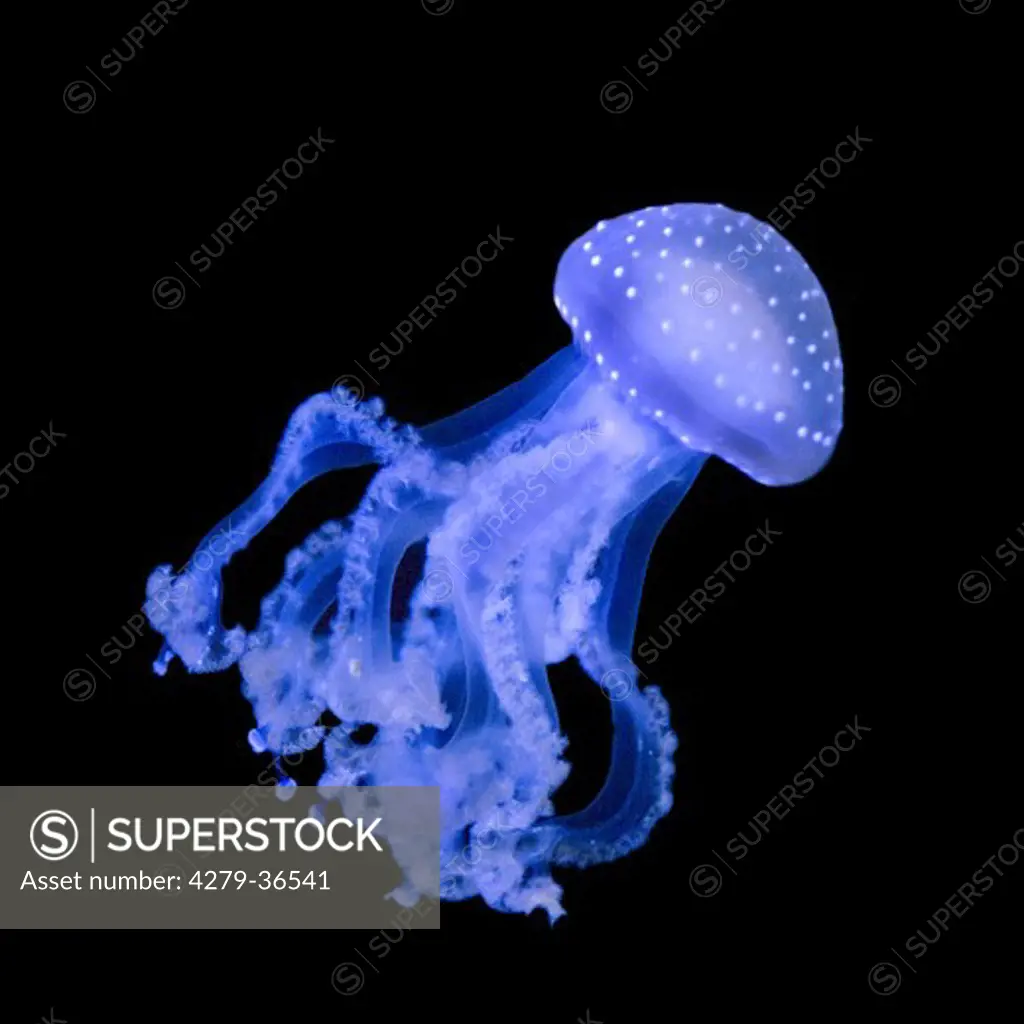 White-spotted jellyfish, Phyllorhiza punctata
