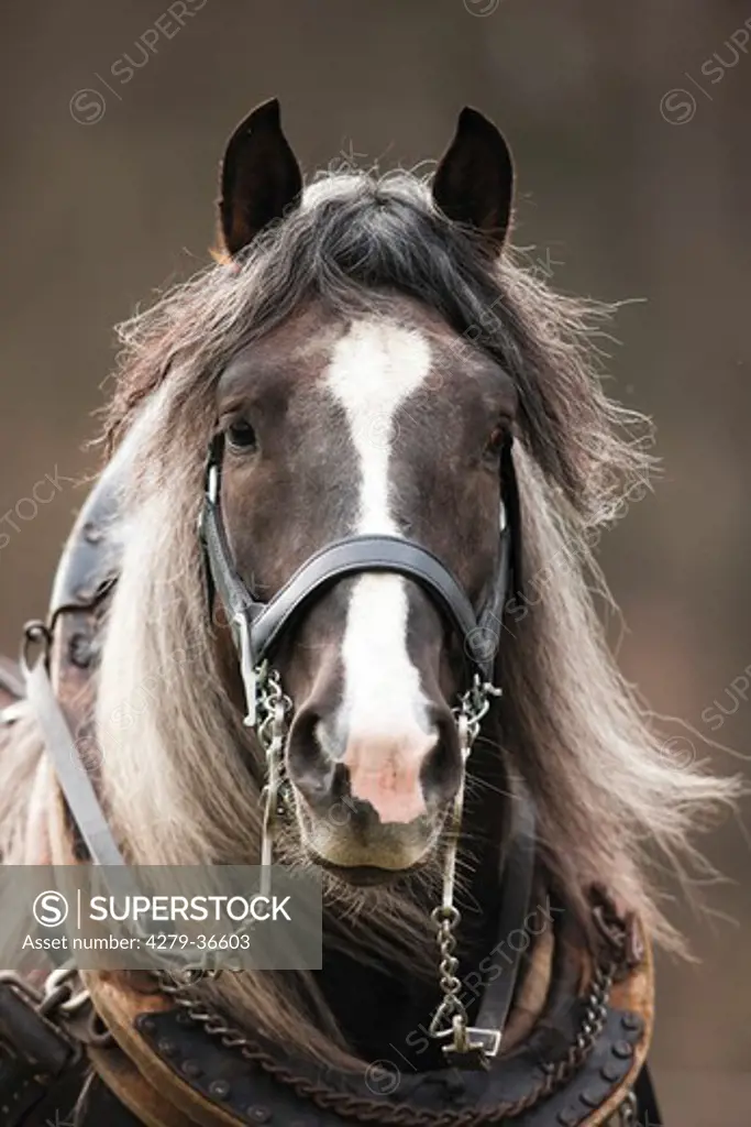 Noriker horse - portrait