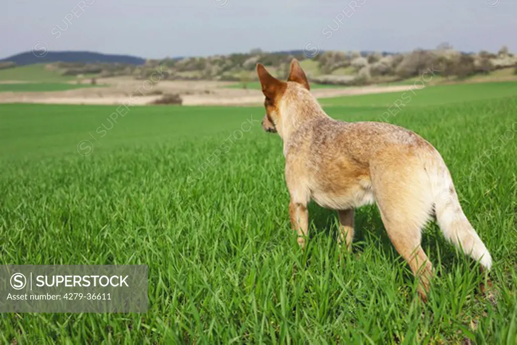 Australian Cattle dog - standing on meadow