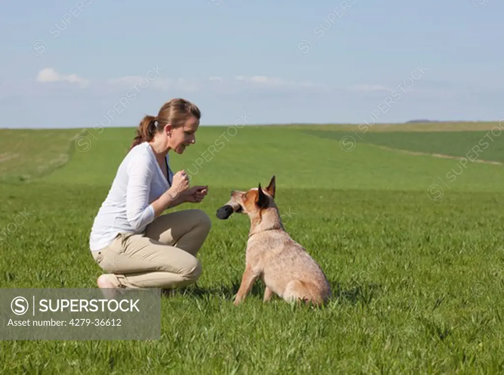 woman and Australian Cattle dog on meadow