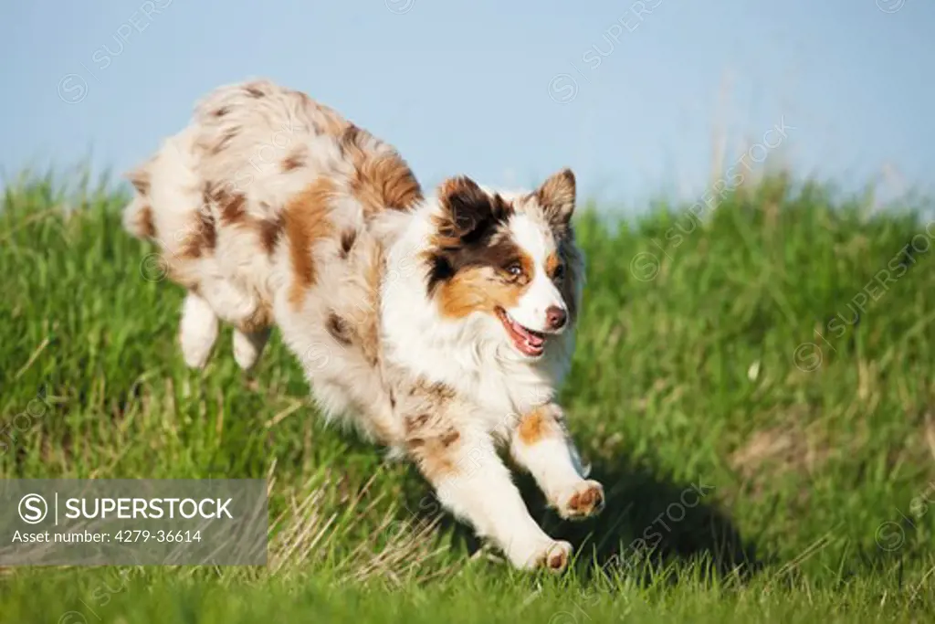 young Australian Shepherd dog - jumping on meadow